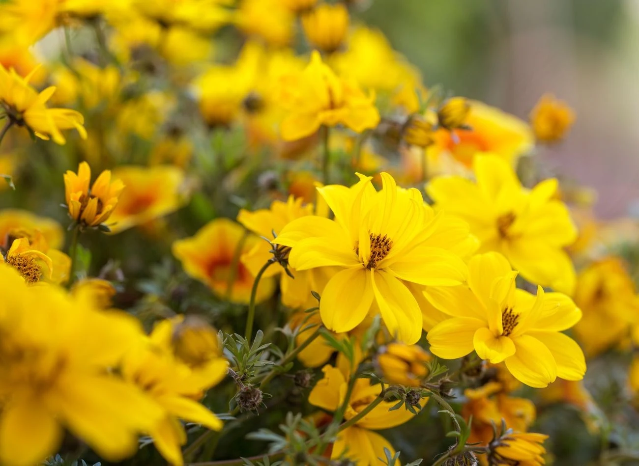 Uczep złocisty bardzo lubi słońce, ale wymagania regularnego podlewania