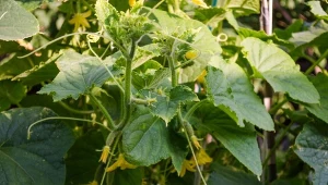 Sprawdź, jakie choroby  atakują ogórki i jak je zwalczać za pomocą domowych metod. Fot. Philip Pena/ 123RF.com