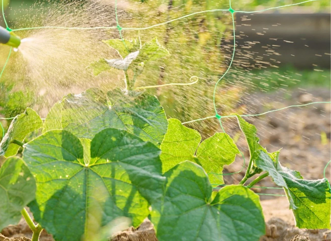 Sprawdzone, naturalne opryski chronią ogórki przed zarazą i innymi chorobami.