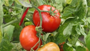 Deformacja liści i pędów to zna, że mszyce zaatakowały pomidory. Jak skutecznie się ich pozbyć?