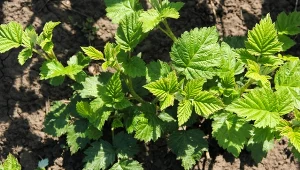 Nawóz z obierek z ziemniaków pokochają zwłaszcza maliny.