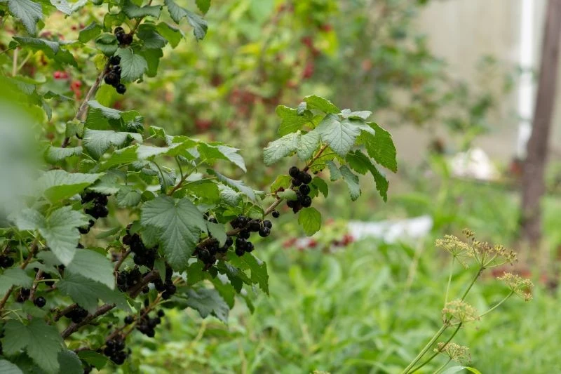 Porzeczki lepiej owocują, gdy są dokarmiane nawozem z obierek z ziemniaków
