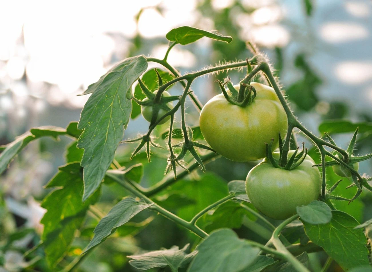 Najlepszą strategią na mszyce jest obserwacja. Podlewaj pomidory u nasady, unikając zwilżania liści, by nie tworzyć warunków sprzyjających mszycom.