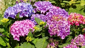 Naturalny nawóz na kwitnienie hortensji. Odżywia glebę i pobudza krzew do wzrostu