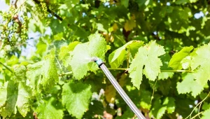 Winogrona najlepiej pryskać zaraz na początki ich okresu wegetacyjnego.
