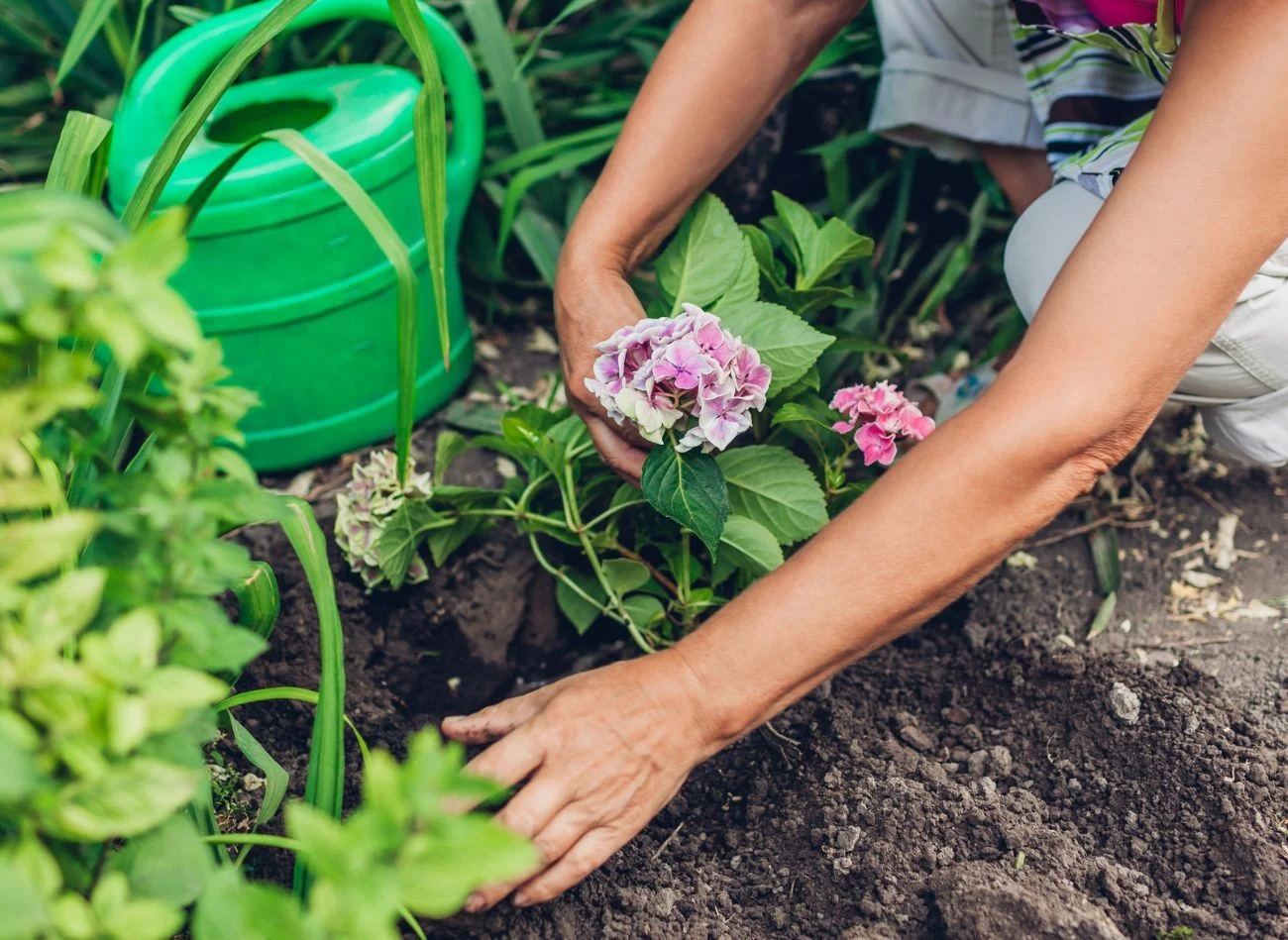Ziemia, w której rosną hortensje, powinna być lekko kwaśna, żyzna, próchniczna, o dobrej strukturze.