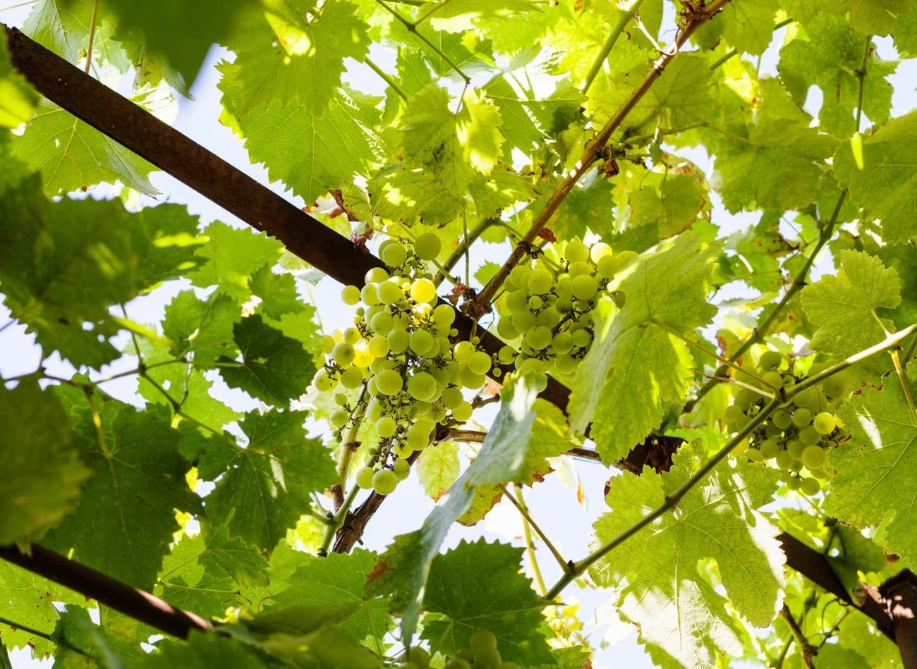 Winogrona trzeba bacznie obserwować i pryskać ją, kiedy tylko pojawią się objawy chorób.