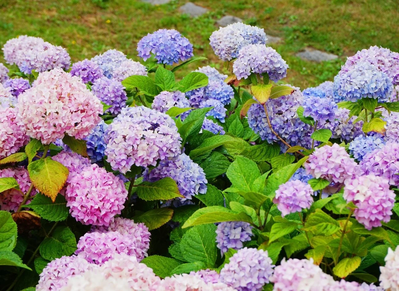 Pielęgnacja hortensji wymaga systematyczności i dostosowania się do potrzeb tej wyjątkowo efektownej rośliny.