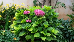 Dlaczego liście hortensji żółkną?