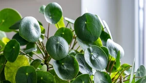 Podpowiadamy, jak pielęgnować pieniążka latem.