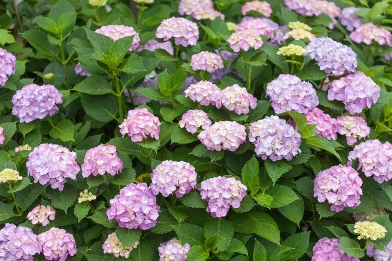Hortensje są piękne, ale dość wymagające