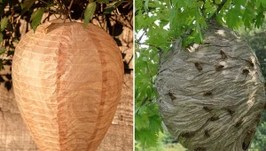 Niecodzienny sposób na odstraszenie os. Wtedy nie założą gniazda