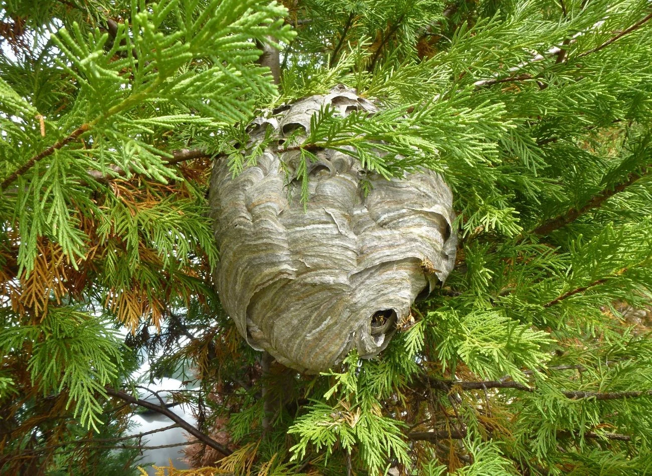 Osy lubią budować gniazda pod dachami, w szczelinach ścian, na strychach, a nawet na drzewach i w tujach.