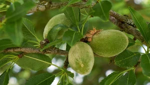 Owocem migdałowca jest pestkowiec z zieloną, skórzastą okrywą, która w miarę dojrzewania pęka.