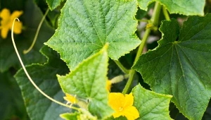 Usuwanie bocznych pędów ogórków to prosty zabieg, ale wymaga delikatności i wiedzy.