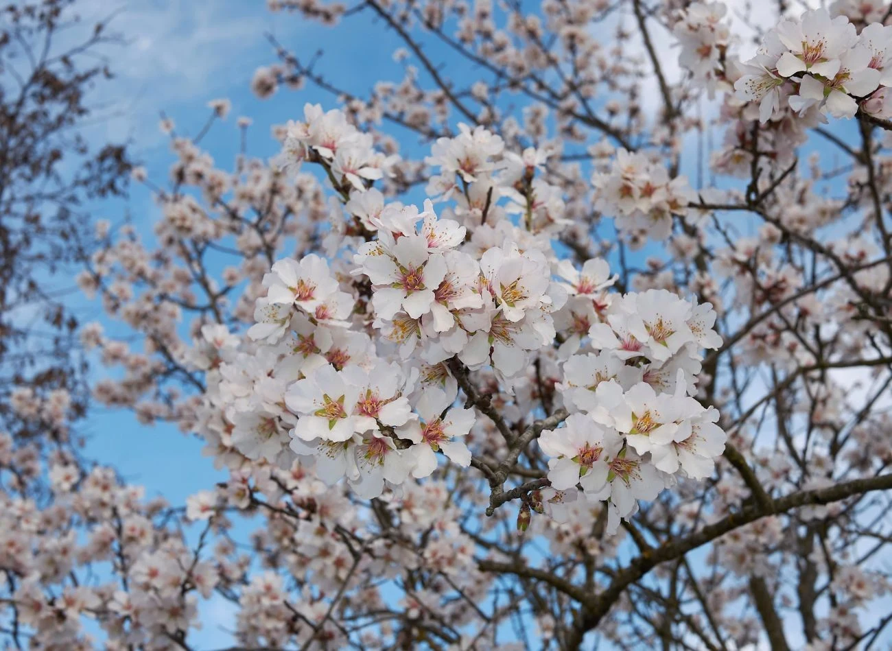 Migdałowiec jadalny kwitnie zwykle w marcu lub kwietniu, jeszcze przed rozwojem liści.