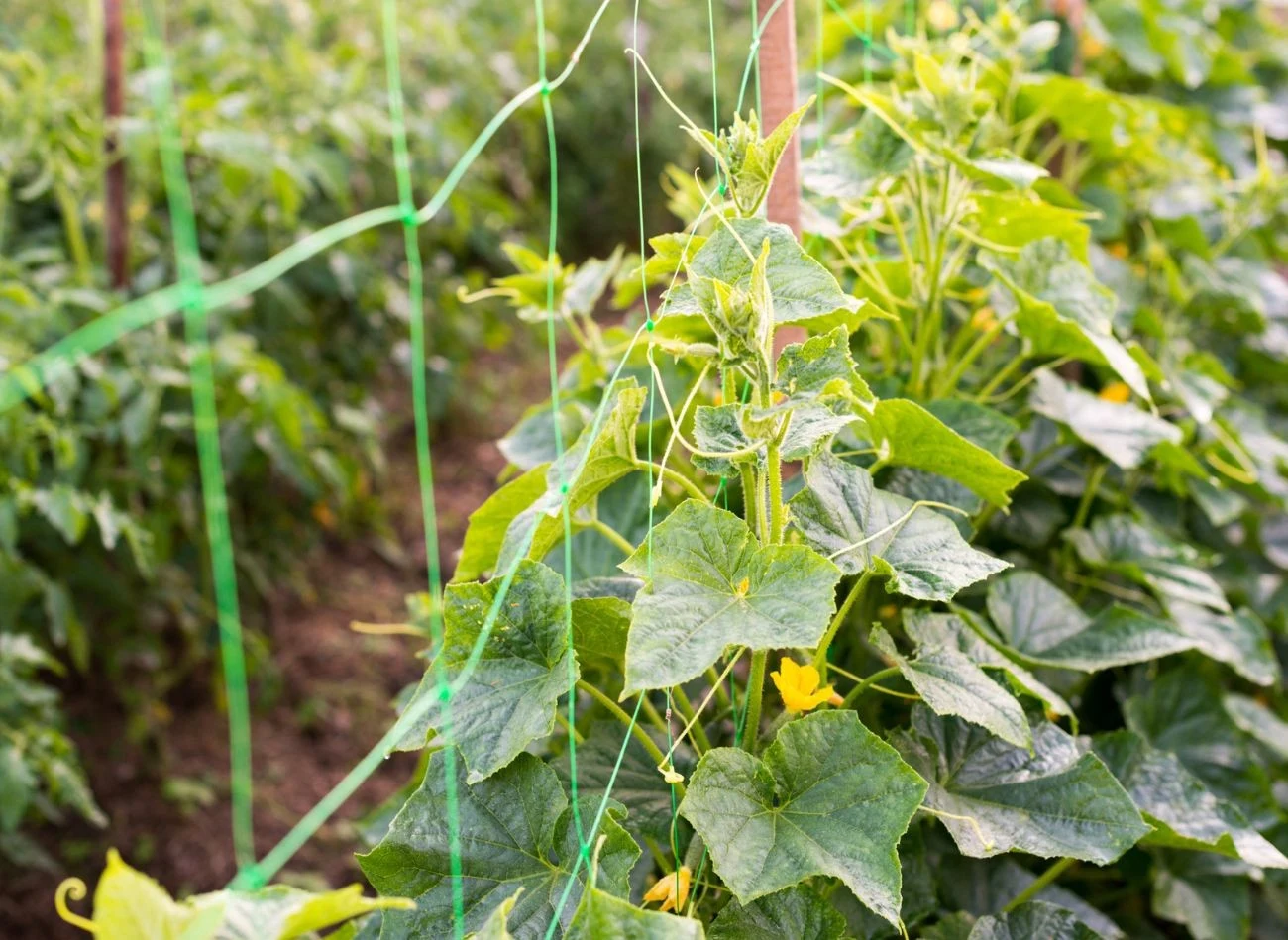 Gdy ogórki rosną przy podporach, usuwanie bocznych pędów jest konieczne.