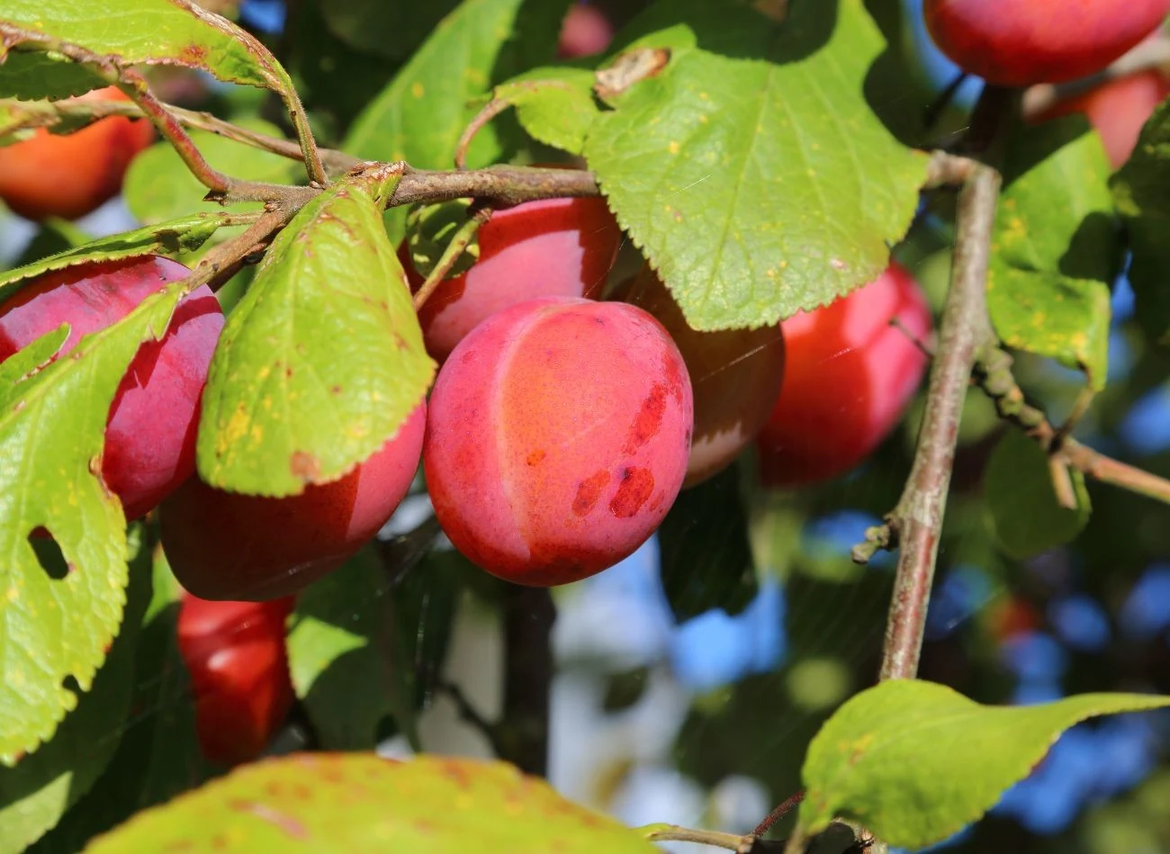 Śliwomorela najlepiej rośnie i owocuje na słonecznym stanowisku