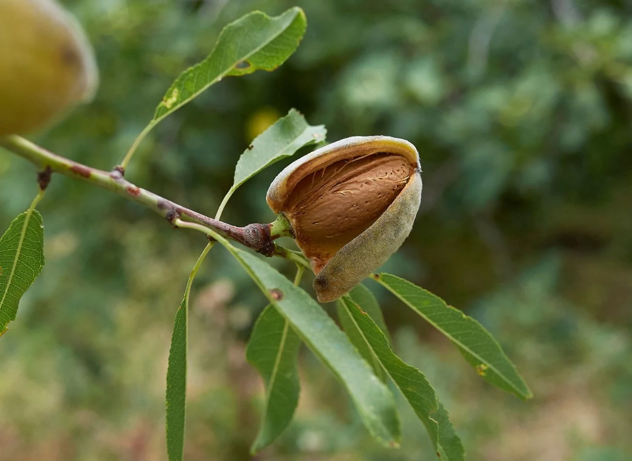 Dojrzałość owoców migdałowca poznasz po pękaniu zewnętrznej, zielonej okrywy, która odsłania charakterystyczną skorupkę.