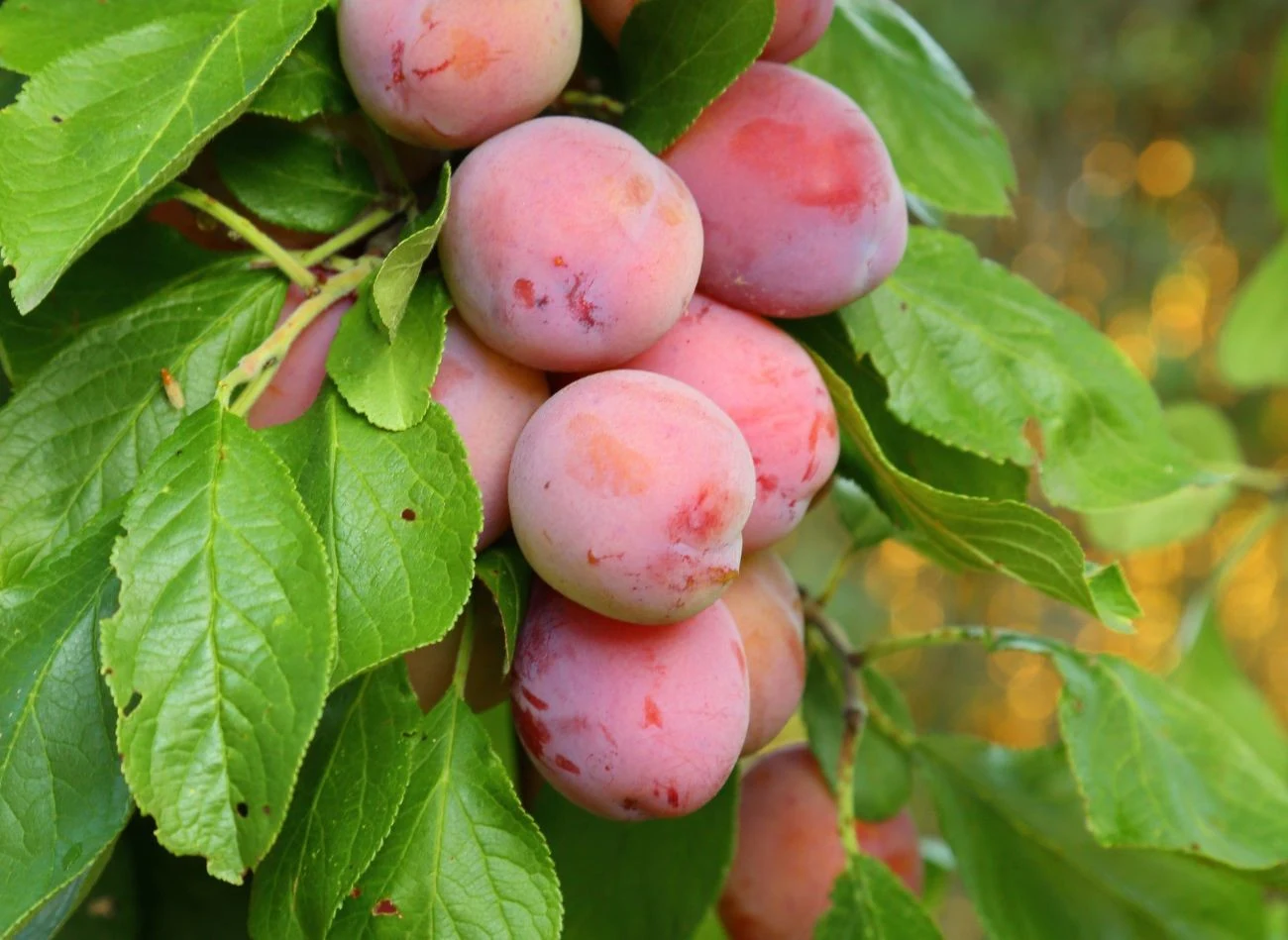 Śliwomorela ma słodki smak będący połączeniem śliwy i moreli, z wyraźną przewagą słodyczy