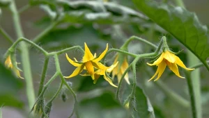 Dlaczego liście pomidorów się zwijają?