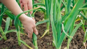 Wiązanie czosnku to prosty, ale skuteczny sposób na zwiększenie plonów,