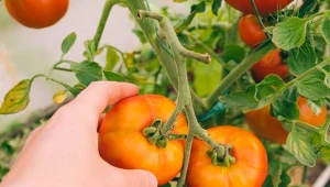 Stosując gnojówkę z liści pomidora, można w prosty i tani sposób zadbać o zdrowie ogrodu. Fo. luzlioz