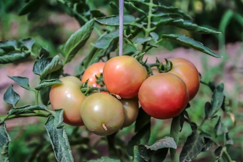 Co zrobić, gdy liście pomidorów się zwijają