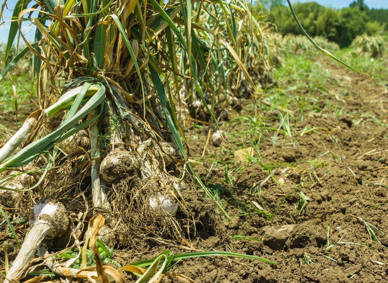 Wiązanie liści sprawia, że główki czosnku mają twardszą łuskę, dzięki czemu są mniej podatne na pleśnienie podczas przechowywania