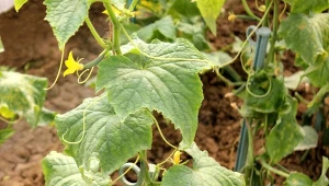 Dlaczego liście ogórka żółkną? Jak temu zaradzić?