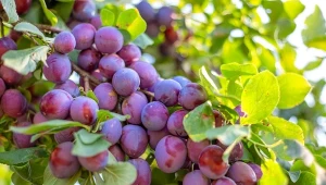 Prosty sposób na dużo lepsze owocowanie. Wystarczy podsypać drzewka nawozem z resztek.