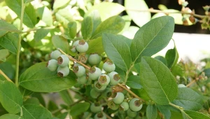 Podpowiadamy, kiedy i czym nawozić borówkę amerykańską, aby zapewnić sobie udane zbiory.