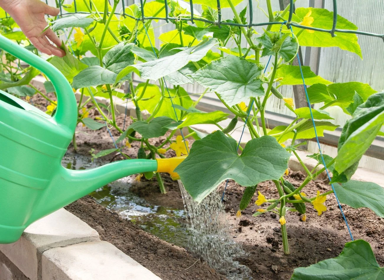 Żółkięcie liści ogórków może być skutkiem ich przelania. Jak rozpoznać przelane ogórki?