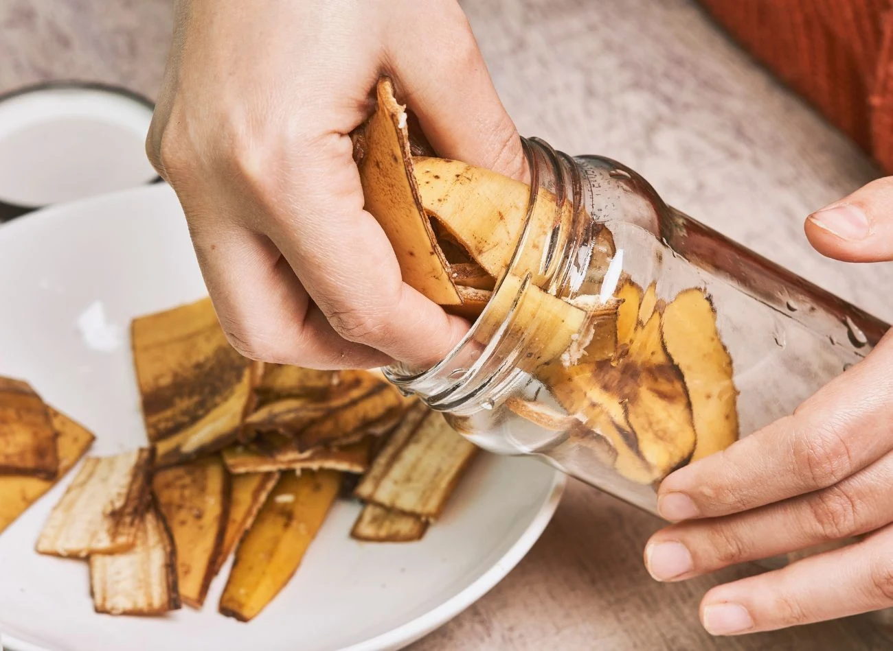 Skórki z bananów ogrodnicy stosują również do nawożenia wielu innych roślin.