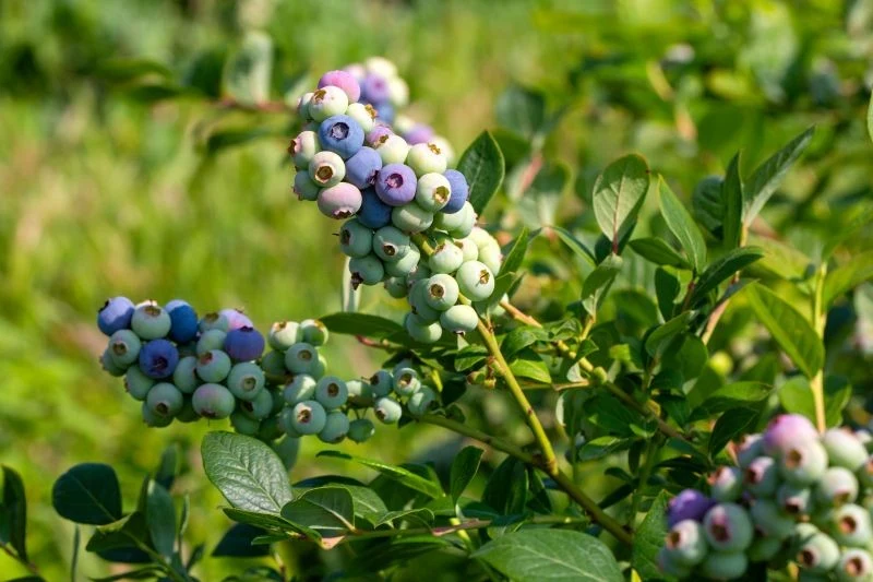 Czerwiec to dobry czas na zastosowanie domowego nawozu z liści dębu i igliwia sosny, który pobudzi borówkę amerykańską do owocowania