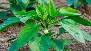 Mszyce i przędziorki to dwa największe szkodniki papryki. Jak się ich pozbyć? Fot. Yaroslav Zhak/123RF.com