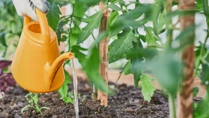 Czym dokarmiać pomidory? Świetnie sprawdzą się naturalne nawozy.