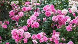 Poznaj najlepsze domowe nawozy do róż.