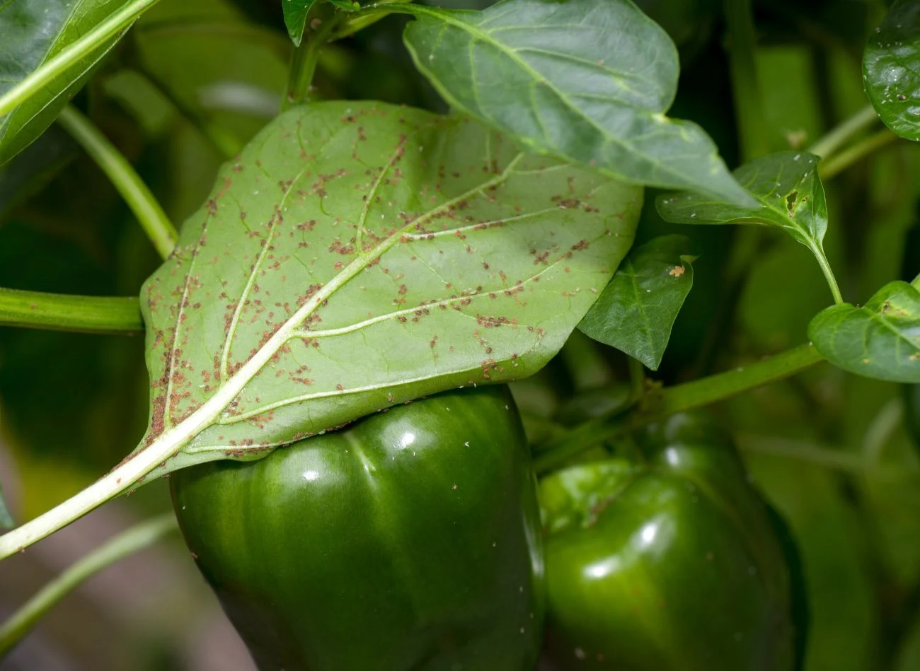 Dlaczego liście papryki się skręcają? Może to wynikać z ataku szkodników.