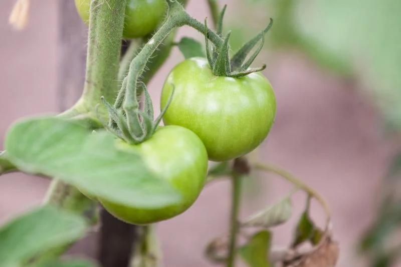 Zmiany w wyglądzie pomidorów mogą świadczyć o ich przenawożeniu