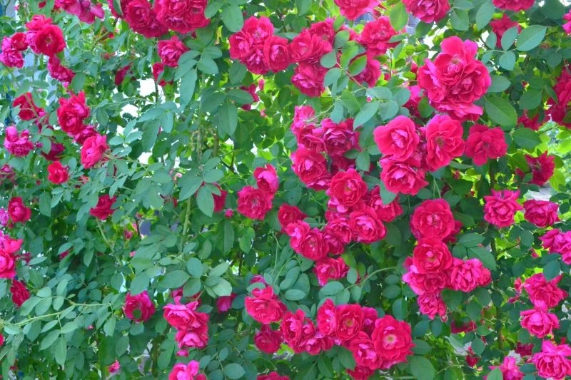 Własny nawóz do róż bez trudu przygotujemy w domowym zaciszu. Fot. yuliiamarchenko/123RF.com