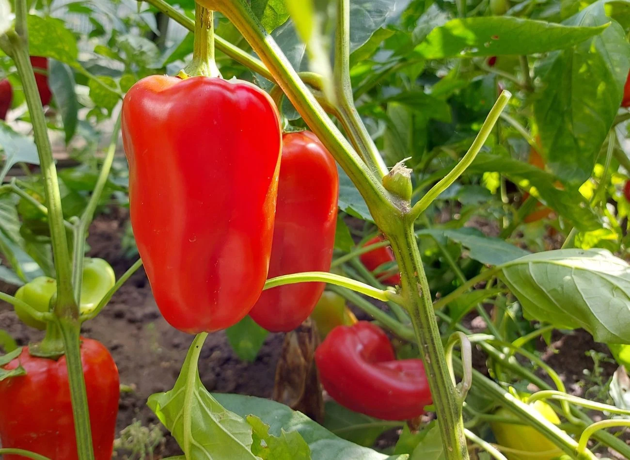 Właściwa pielęgnacja papryki jest podstawą profilaktyki przeciw szkodnikom