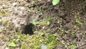 Istnieje prosty, domowy sposób na pozbycie się nornic z ogrodu./Deccoria.pl