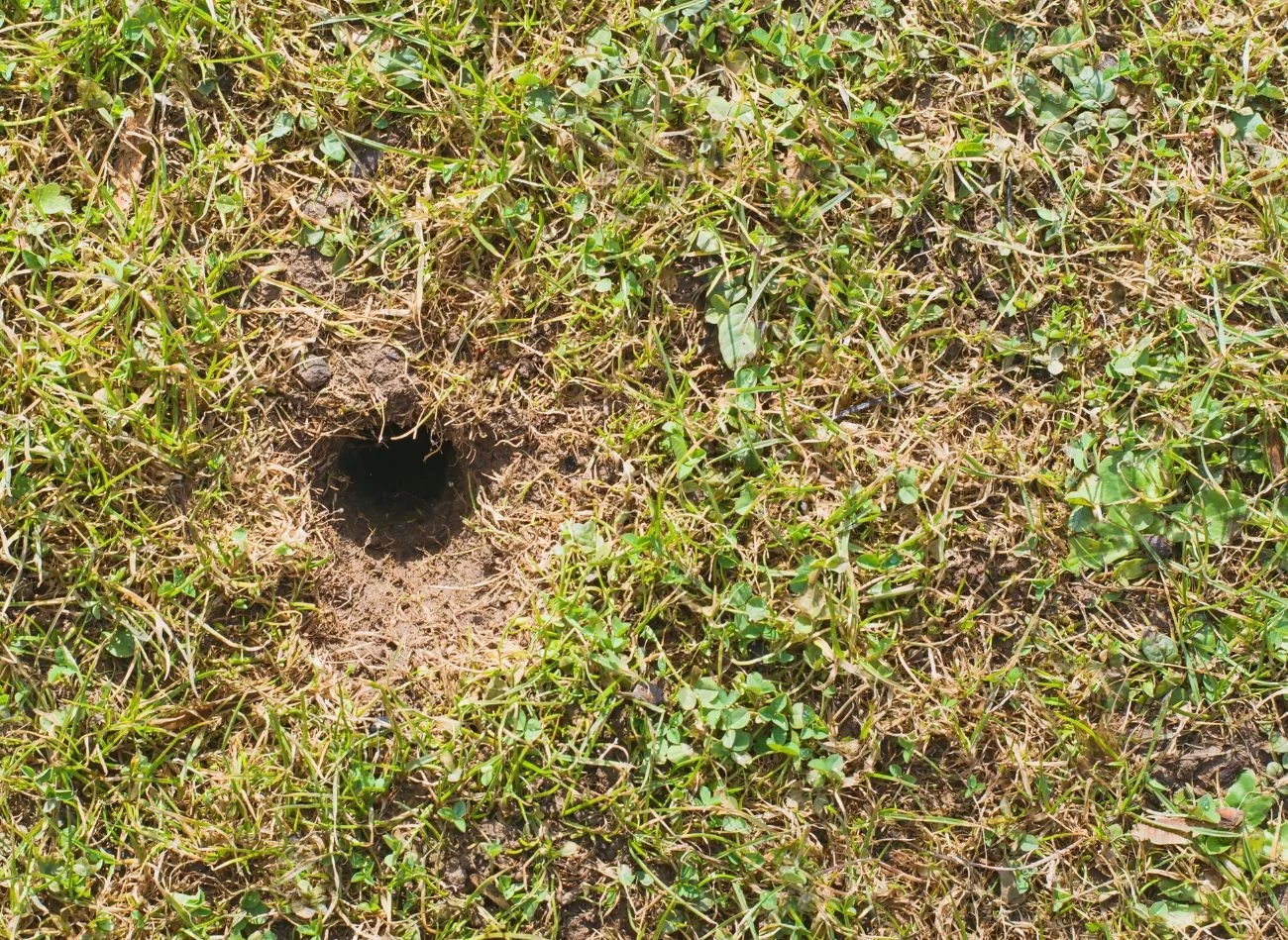 Olej rycynowy w połączeniu z mydłem potasowym skutecznie odstrasza nornice z ogrodu