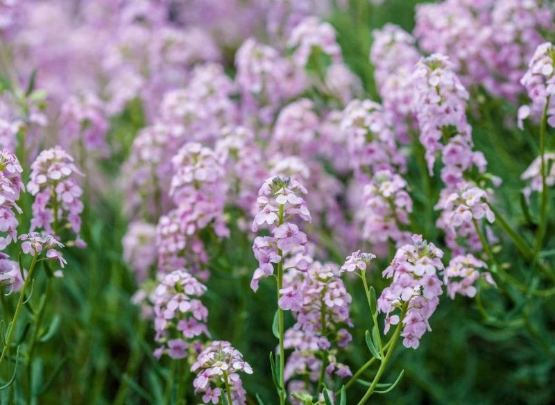Skrzydlinka wielkokwiatowa to jeden z najpopularniejszych gatunków tej byliny