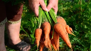 Gnojówka z bonatu bardzo dobrze wpływa na wzrost i kształt korzeni marchwi.