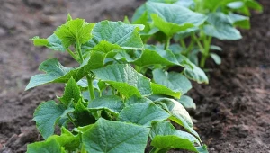 Ogórki lubią naturalne nawożenie, zwłaszcza gnojówką z podagrycznika.