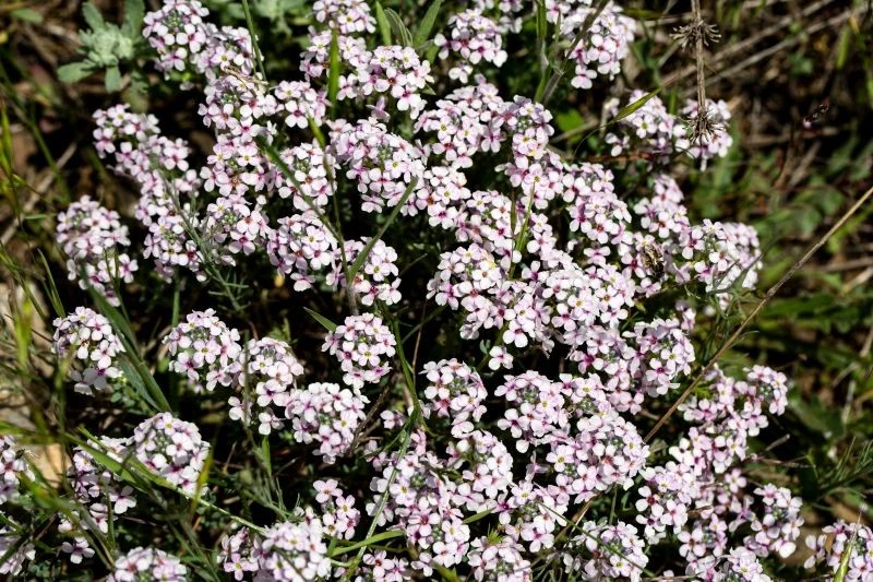 Skrzydlinka nie ma wygórowanych wymagań glebowych
