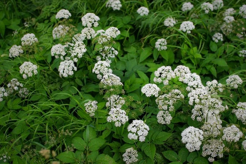 Podagrycznik jest pospolitym chwastem, który można wykorzystać do przygotowania naturalnego nawozu