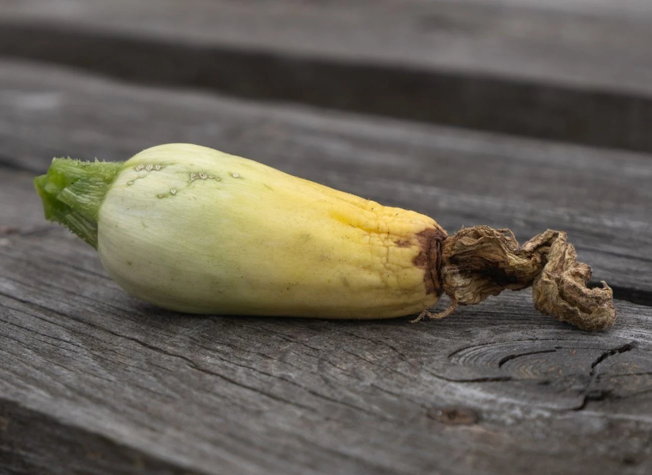 Gnijące cukinie należy jak najszybciej zerwać.